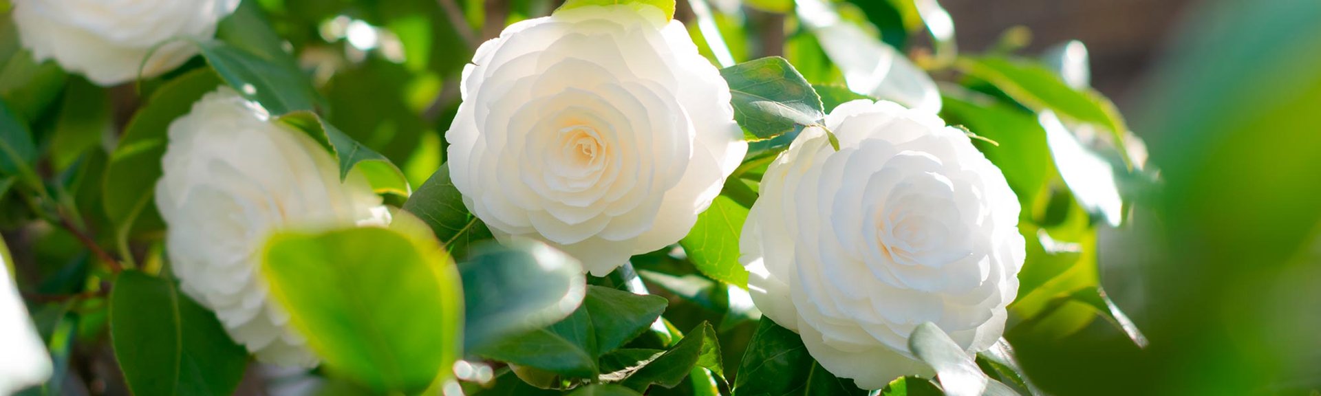 Maslo Kamelii Banner Shutterstock 2148192069