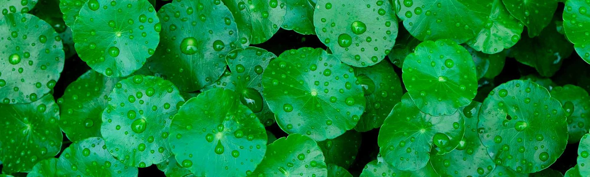 Центелла азиатская (centella asiatica) в косметике для лица