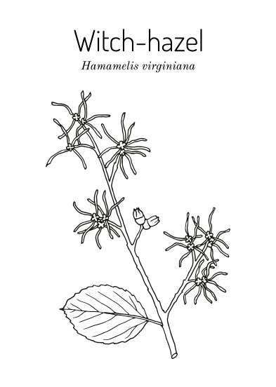 hamamelis vitginiana ингредиент